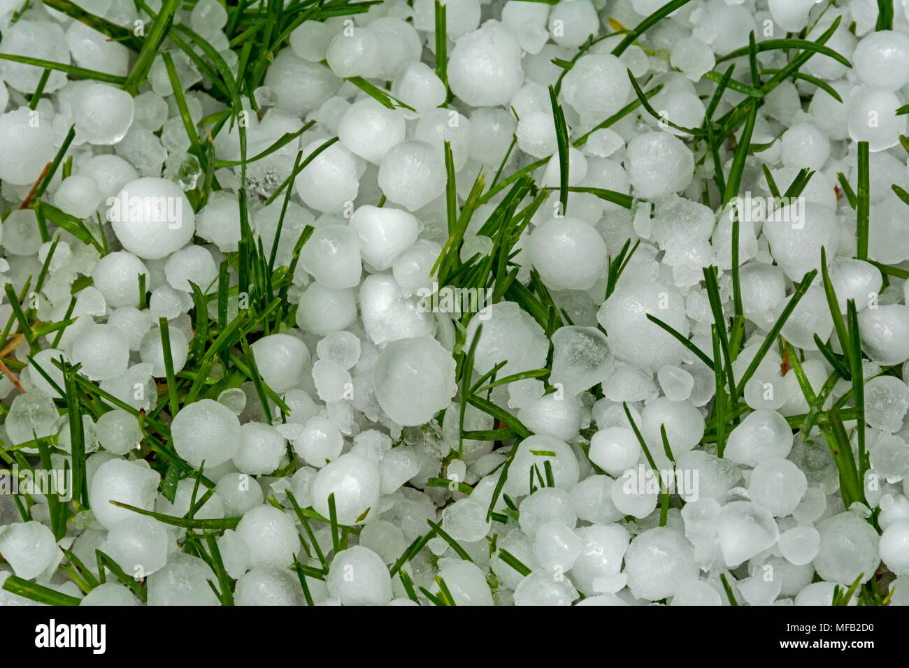 Fresh hail stones in grass from May thunderstorm, Aurora Colorado US. Stock Photo