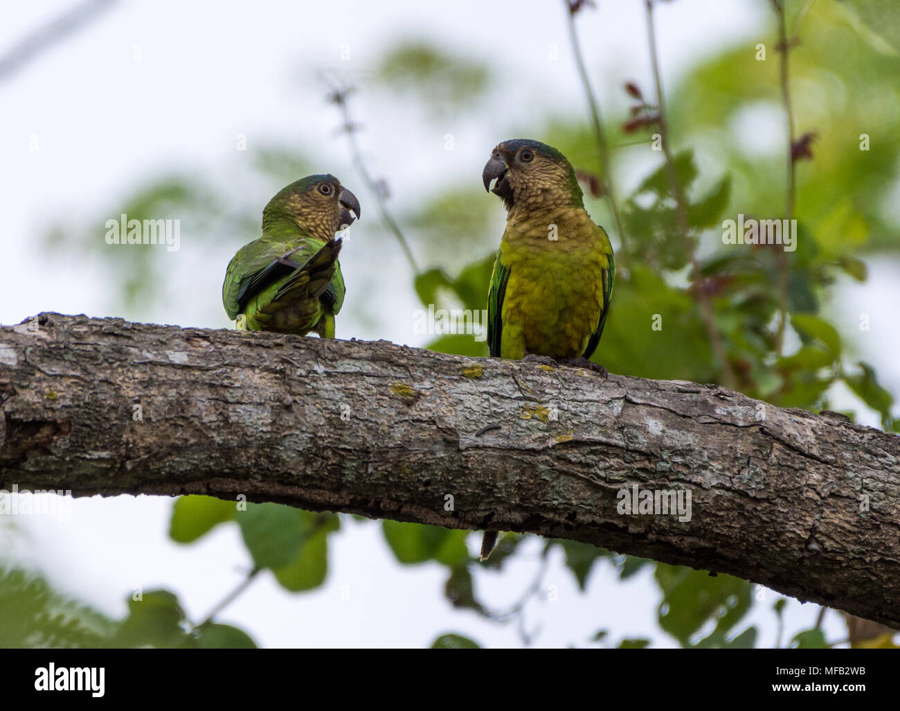 A pair of Brown-throated Parakeet (Eupsittula pertinax) perched on a tree. Colombia, South America. Stock Photo