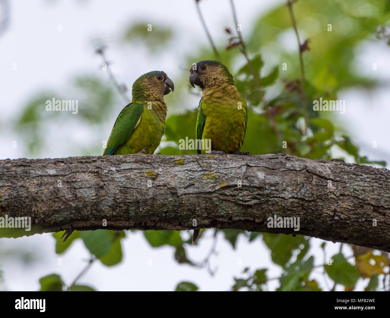 A pair of Brown-throated Parakeet (Eupsittula pertinax) perched on a tree. Colombia, South America. Stock Photo