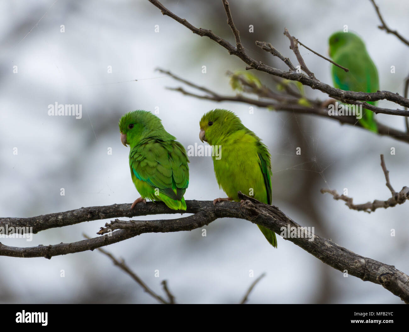 A pair of Green-rumped Parrotlet (Forpus passerinus) perched on branches. Colombia, South America. Stock Photo