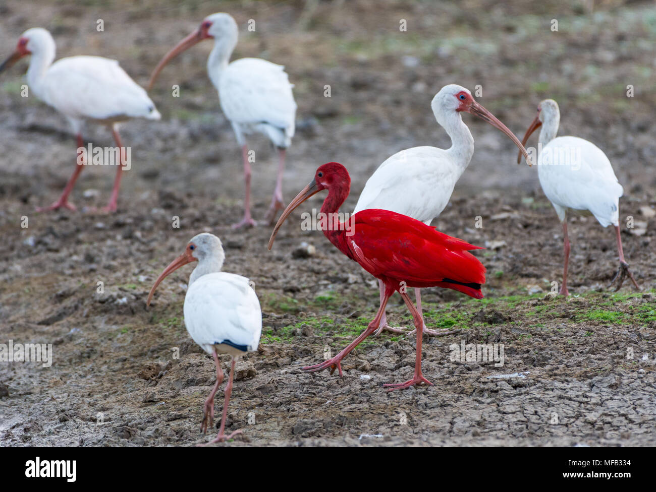 A Scarlet Ibis (Eudocimus ruber), mixed in a flock with White Ibis, foraging by a lake. Colombia, South America. Stock Photo