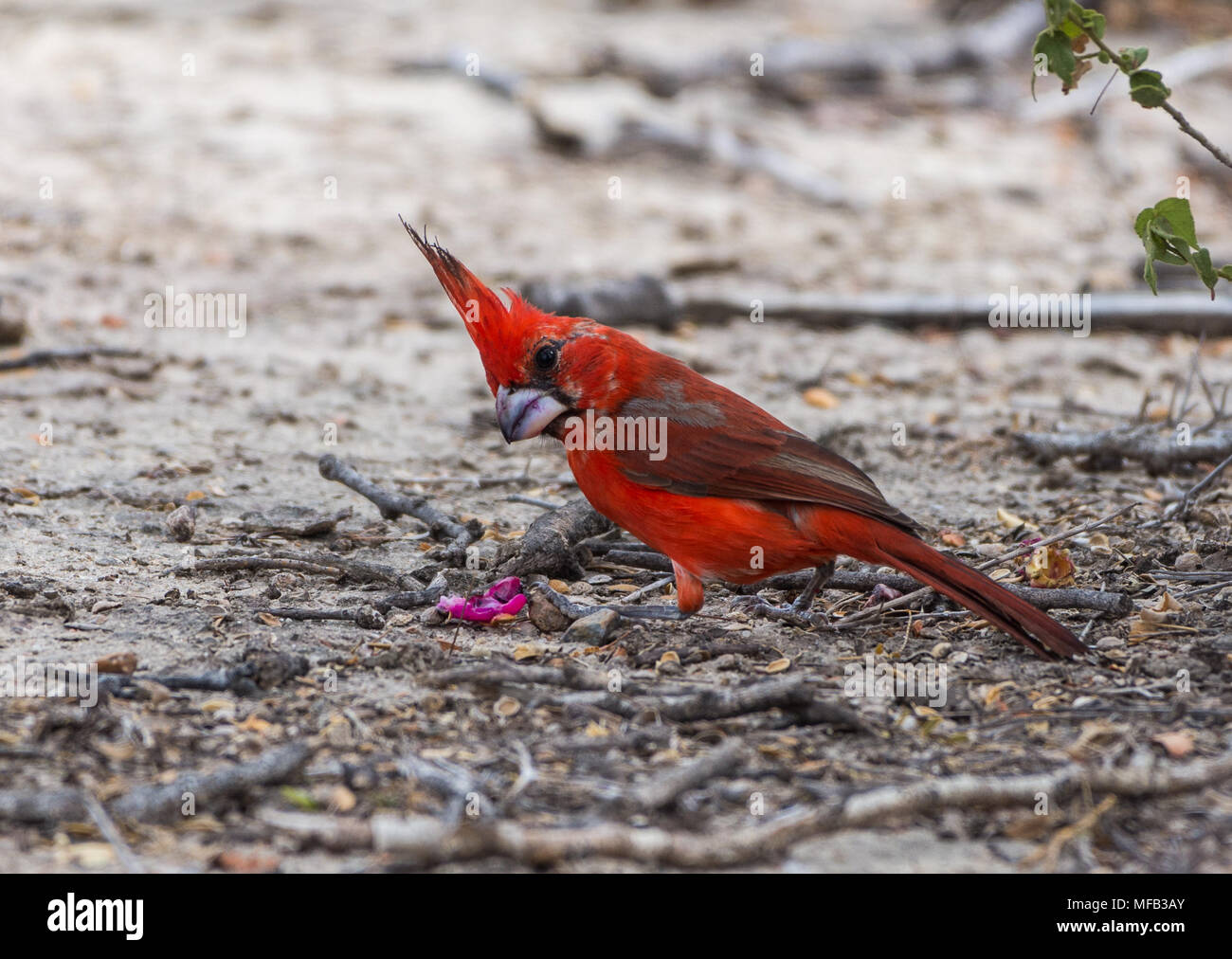A male Vermilion Cardinal (Cardinalis phoeniceus) foraging. Los Flamencos Sanctuary. Colombia, South America. Stock Photo