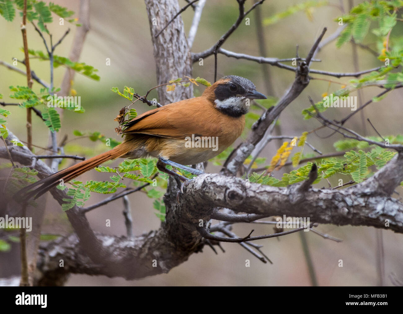 White-whiskered Spinetail (Synallaxis candei). Los Flamencos Sanctuary. Colombia, South America. Stock Photo