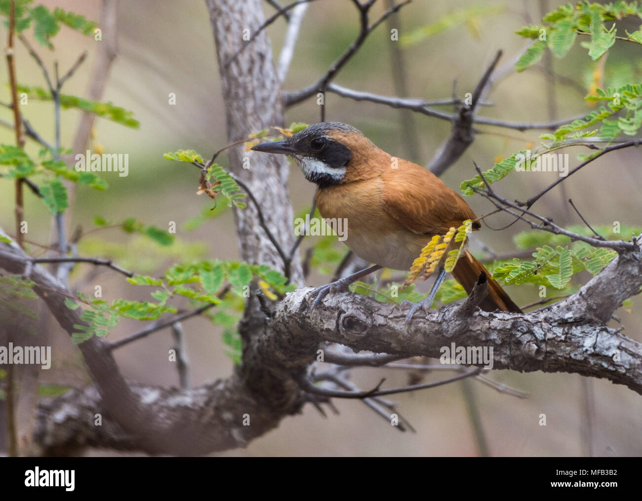White-whiskered Spinetail (Synallaxis candei). Los Flamencos Sanctuary. Colombia, South America. Stock Photo