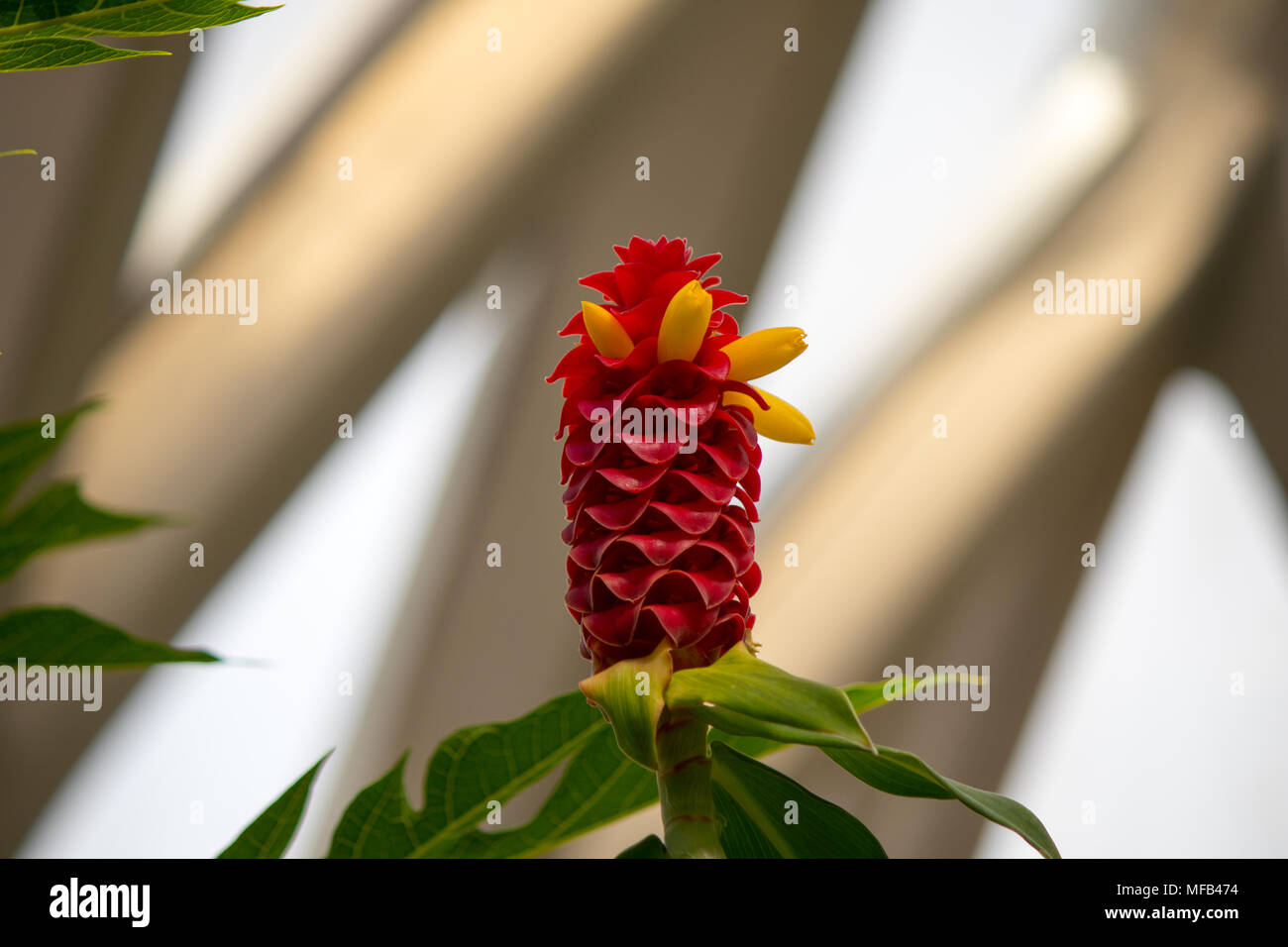 Wild tropical flower hi-res stock photography and images - Alamy