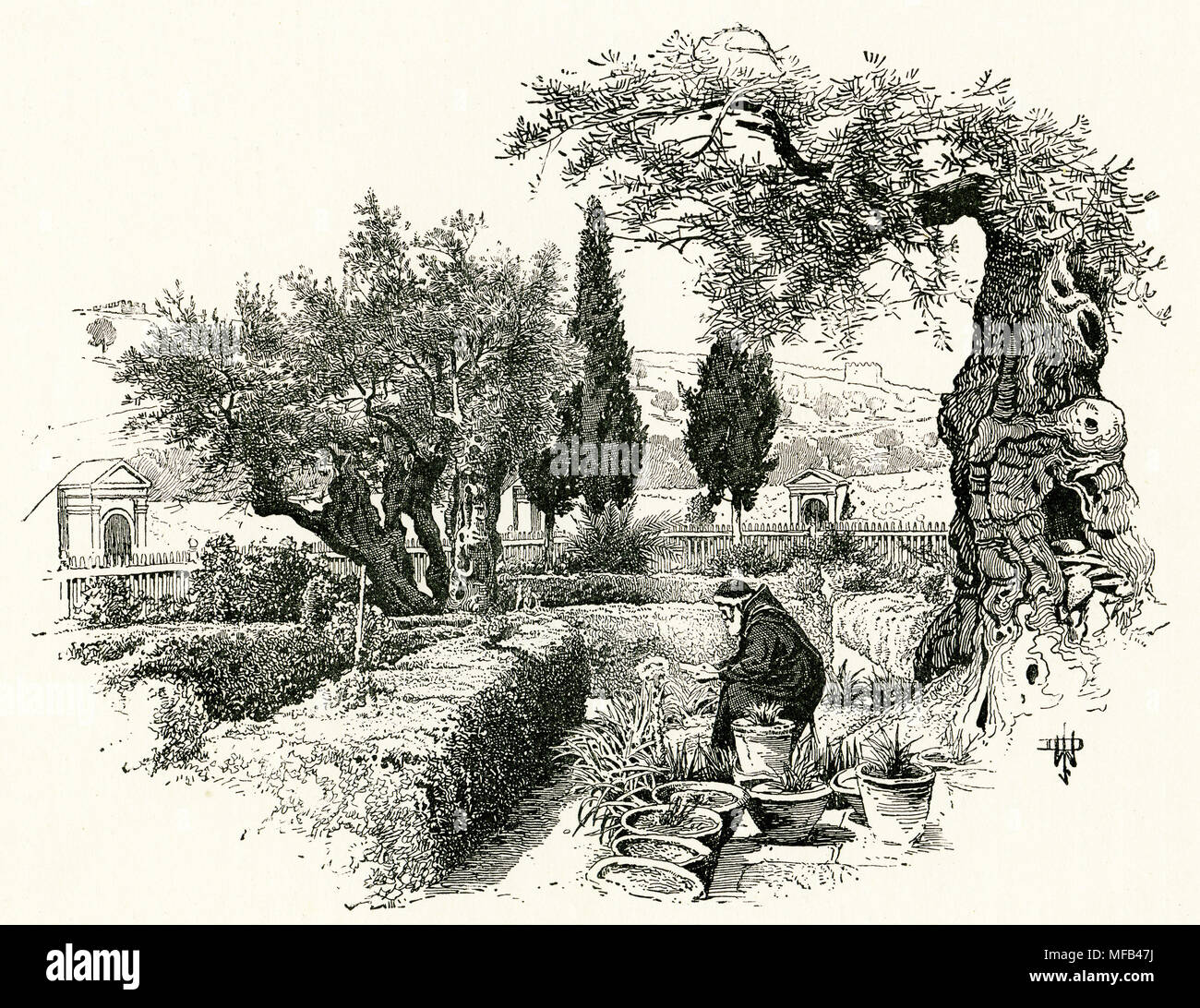 Engraving of the garden of Gesthemane and the Tree of Agony in the 1880s. From an original engraving in the 1891 edition of In Scripture Lands by Edward L Wilson Stock Photo