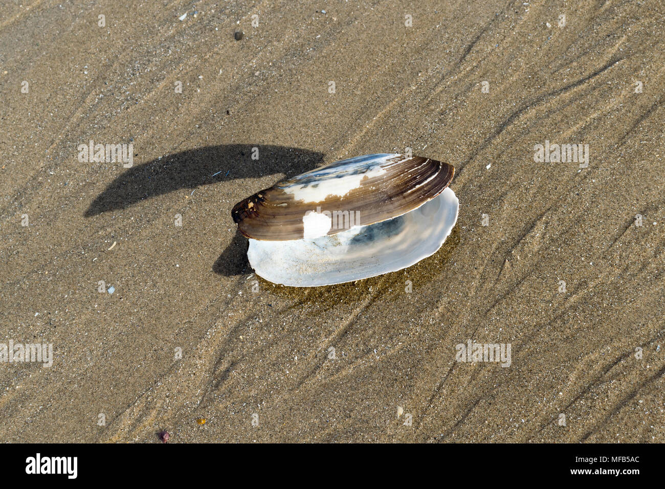Common Otter Shell Lutraria lutraria Stock Photo