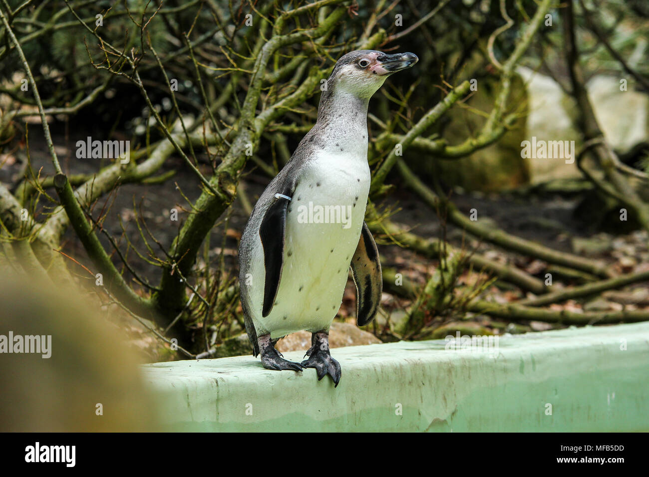 A picture of the penguin standing by the pool in the ZOO. Stock Photo