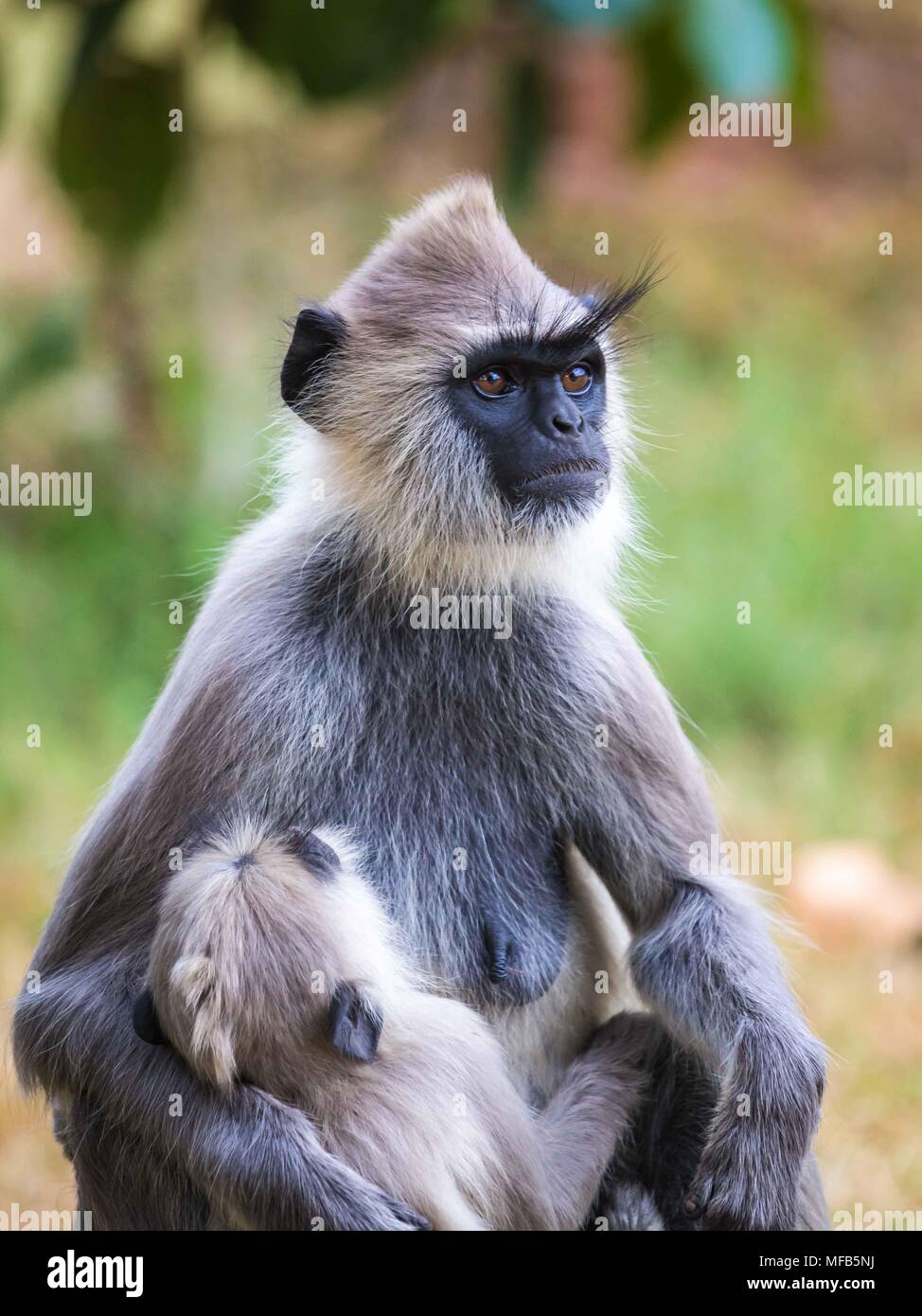 Sri lanka family funny hi-res stock photography and images - Alamy