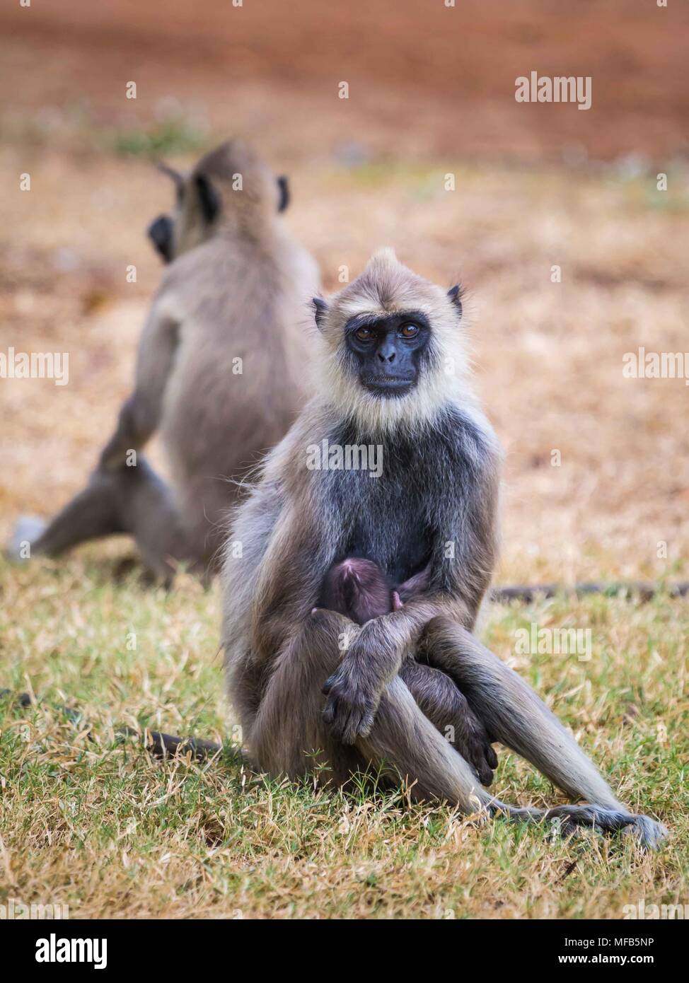 Common langur Sri Lanka Stock Photo