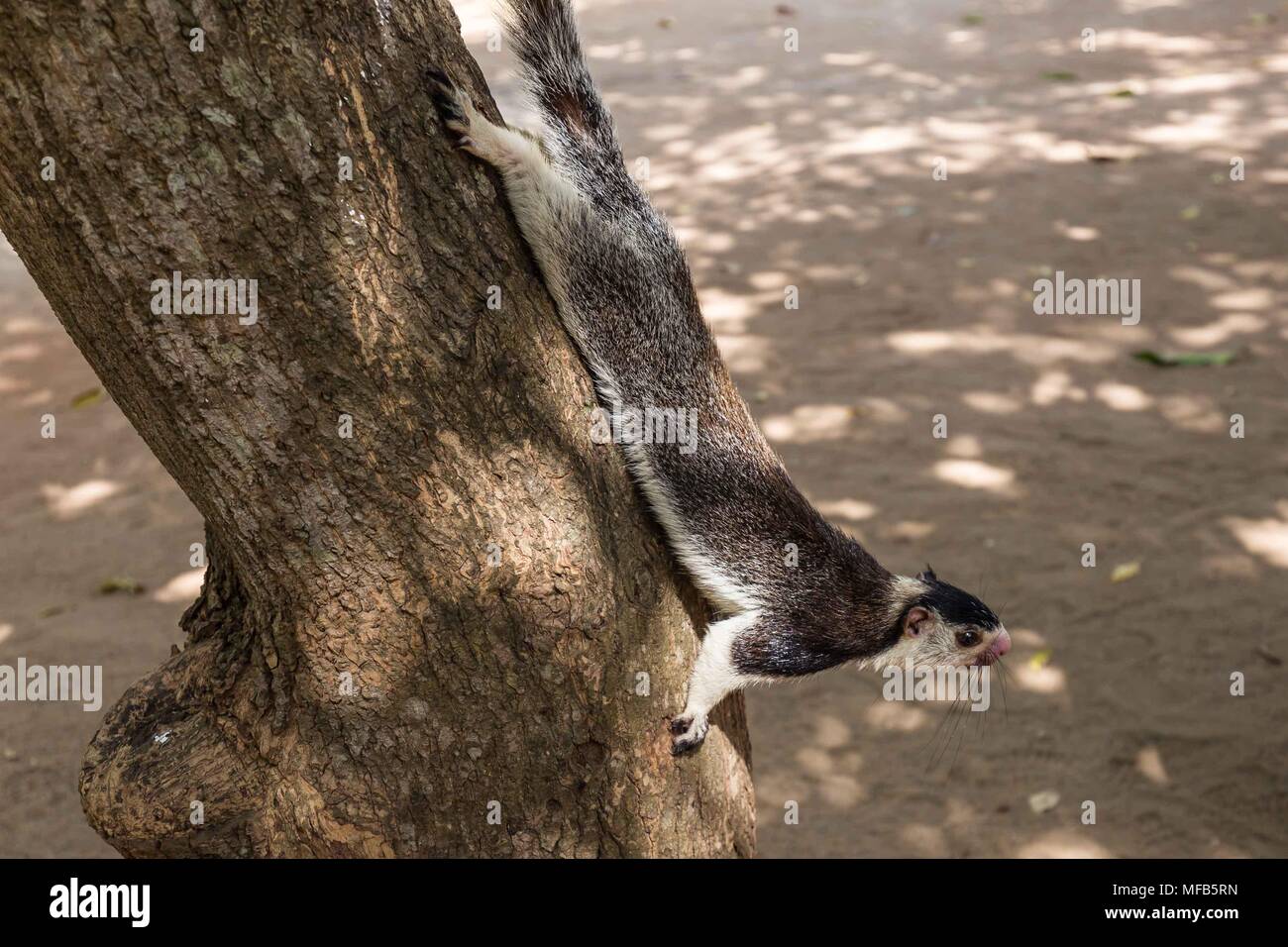 Giant squirrel in Sri Lanka Stock Photo