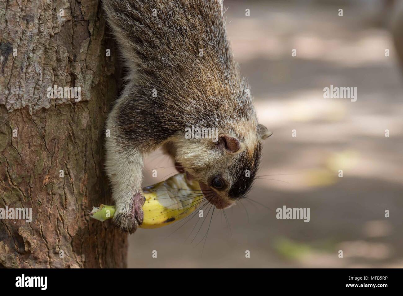 Giant squirrel in Sri Lanka Stock Photo