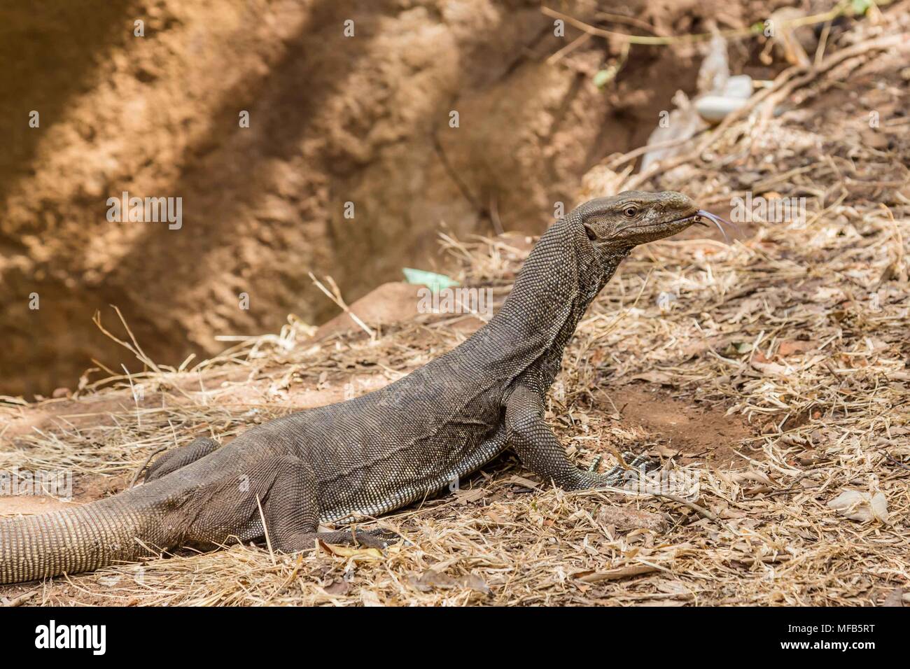 Bengal Monitor Lizard in Sri Lanka Stock Photo