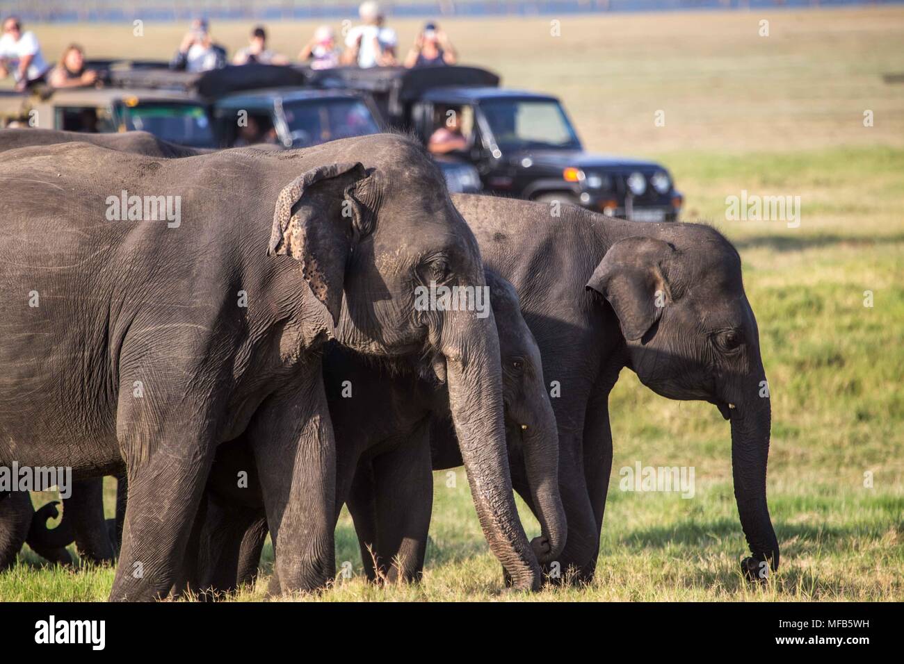 Sri lankan elephant family hi-res stock photography and images - Alamy