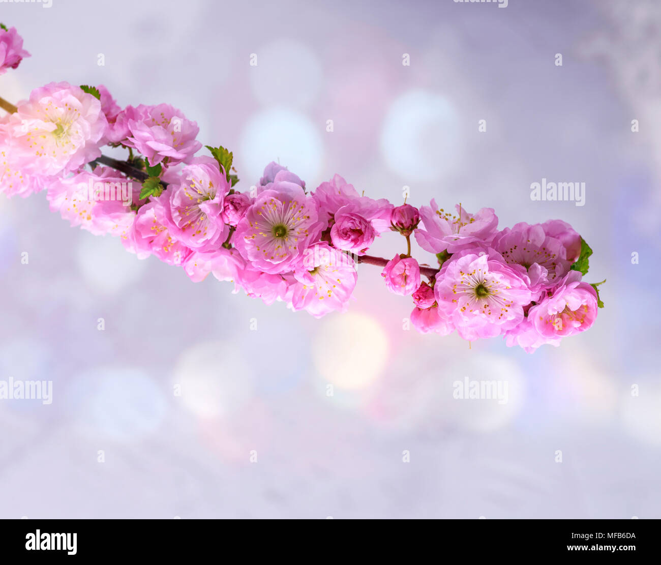 branches with pink flowers Louiseania triloba on a blue background or almonds trilobate Stock Photo