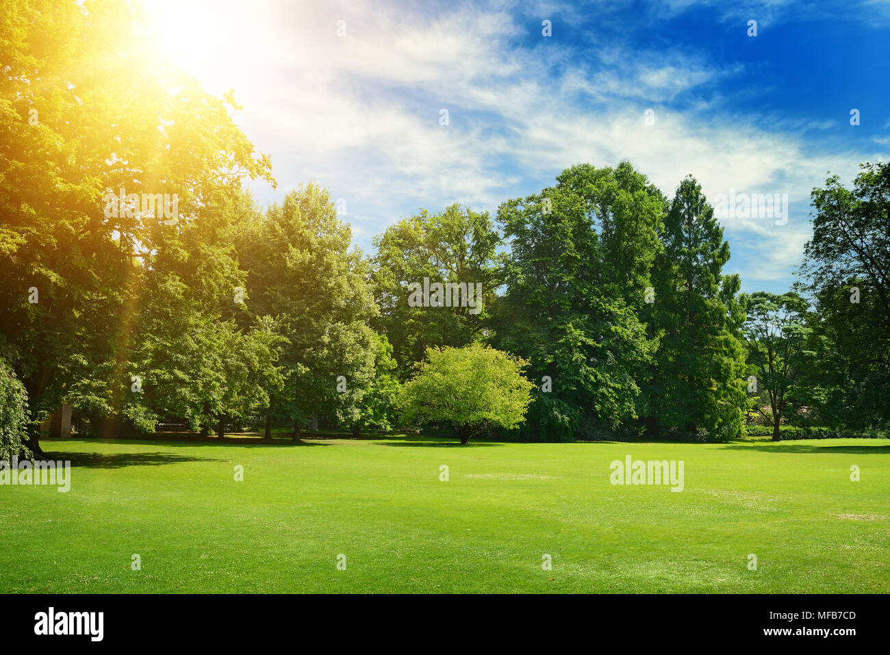 Park trees green grass hi-res stock photography and images - Alamy