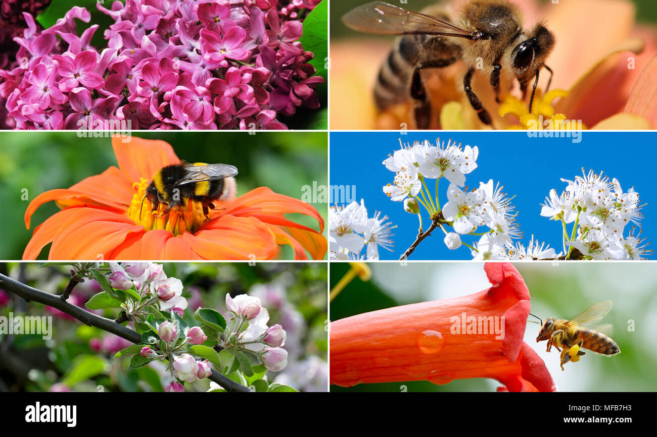 Bright spring collection with flowers, insects, fruit trees. Stock Photo