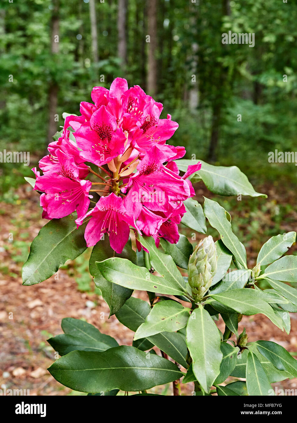 Dark red Nova Zembla Rhododendron plant blooming in a garden setting, Montgomery Alabama, USA. Stock Photo