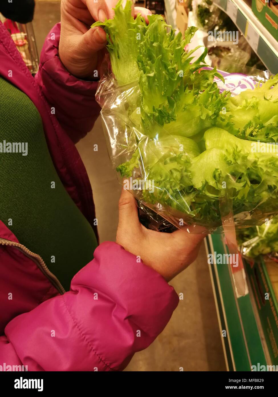 The buyer chooses fresh green lettuce leaves. Stock Photo