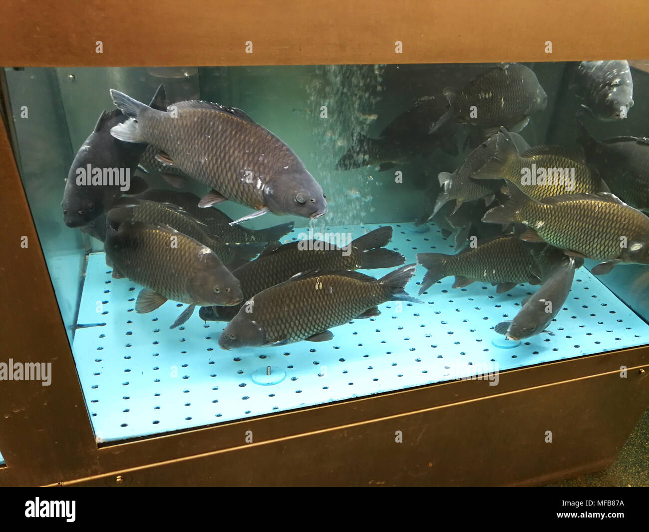 Fish net aquarium hi-res stock photography and images - Alamy