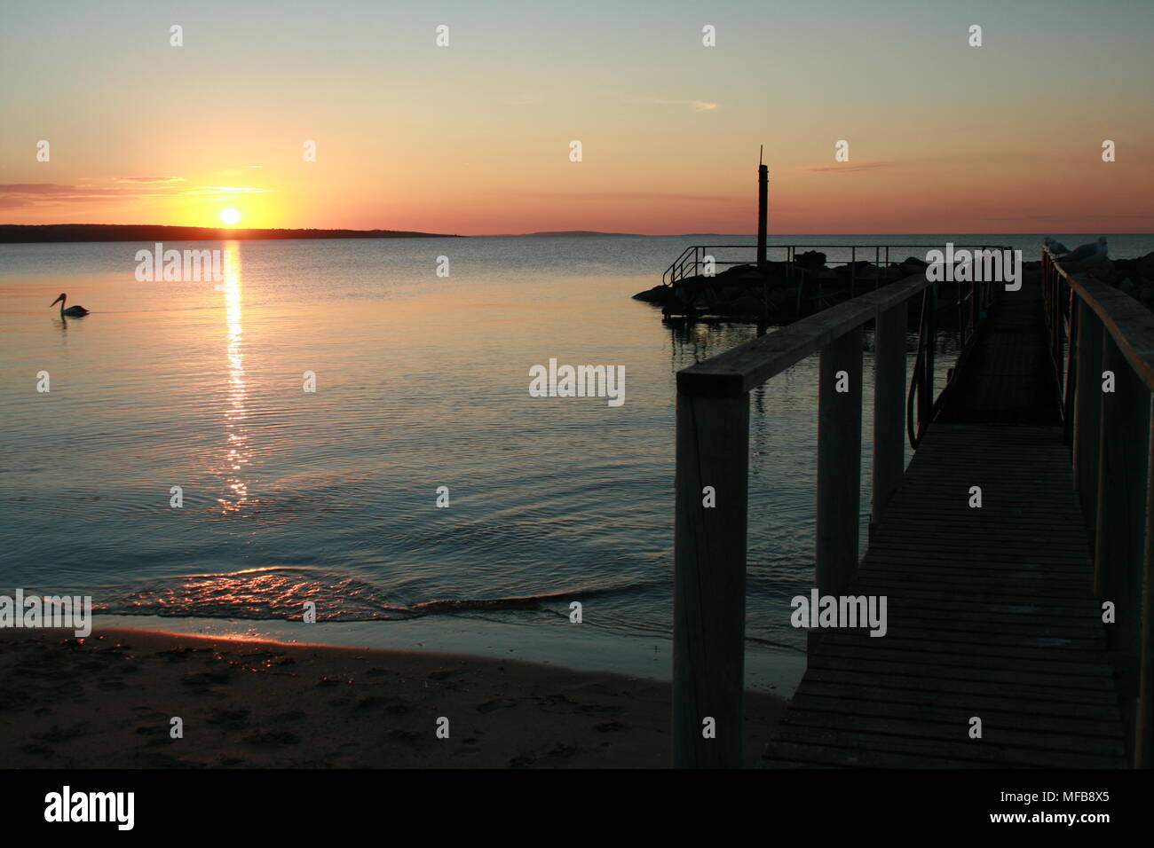 Pelican and Sunset at Baudin Beach, Kangaroo Island, South Australia