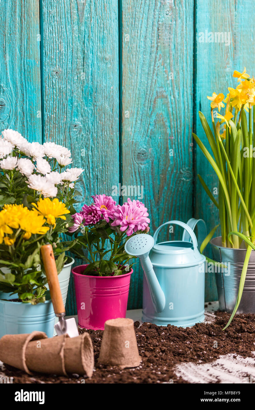 Image of colorful chrysanthemums in pots, watering cans near wooden fence Stock Photo