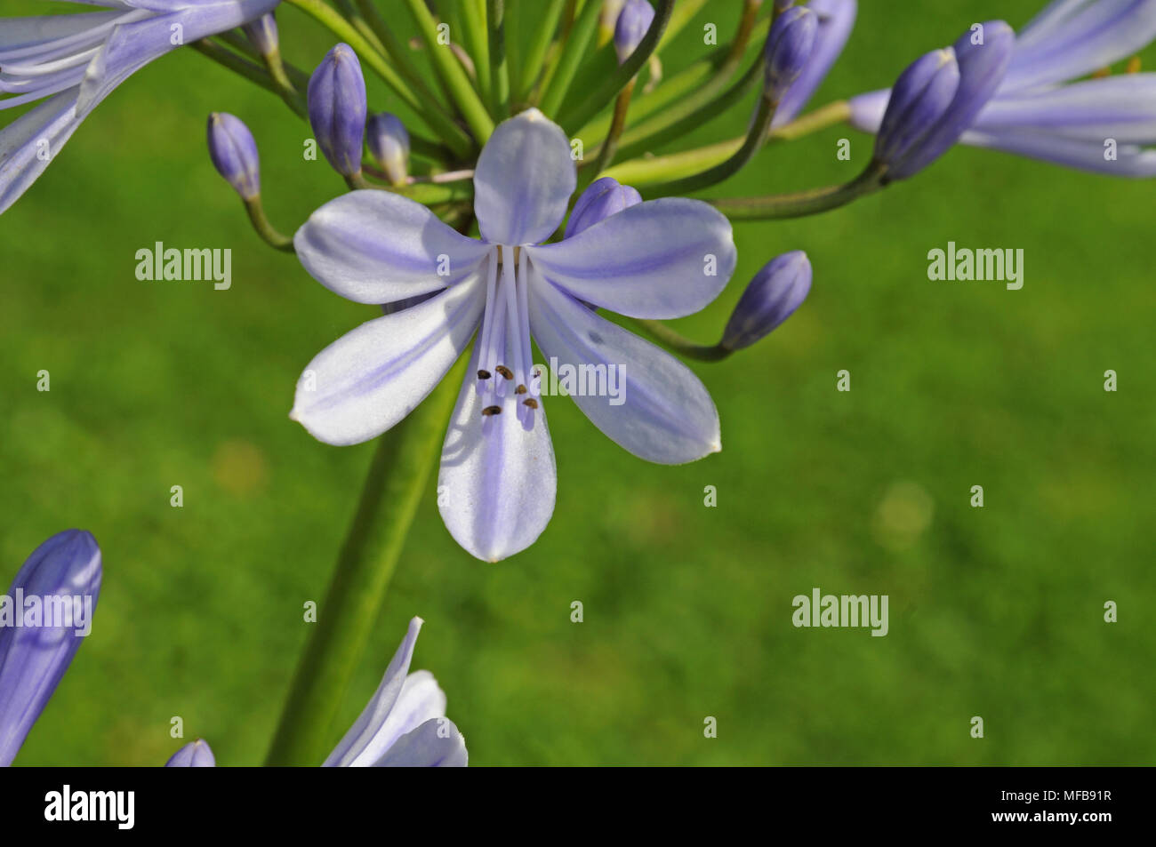 blue flower of lily of the nile Stock Photo Alamy