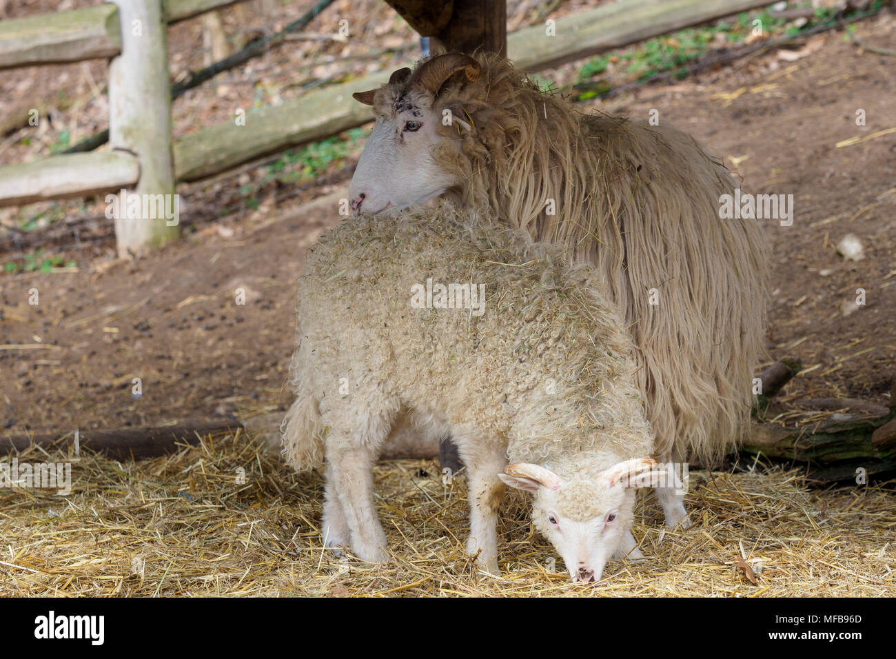 Wallachian sheep (Ovis orientalis aries) Stock Photo