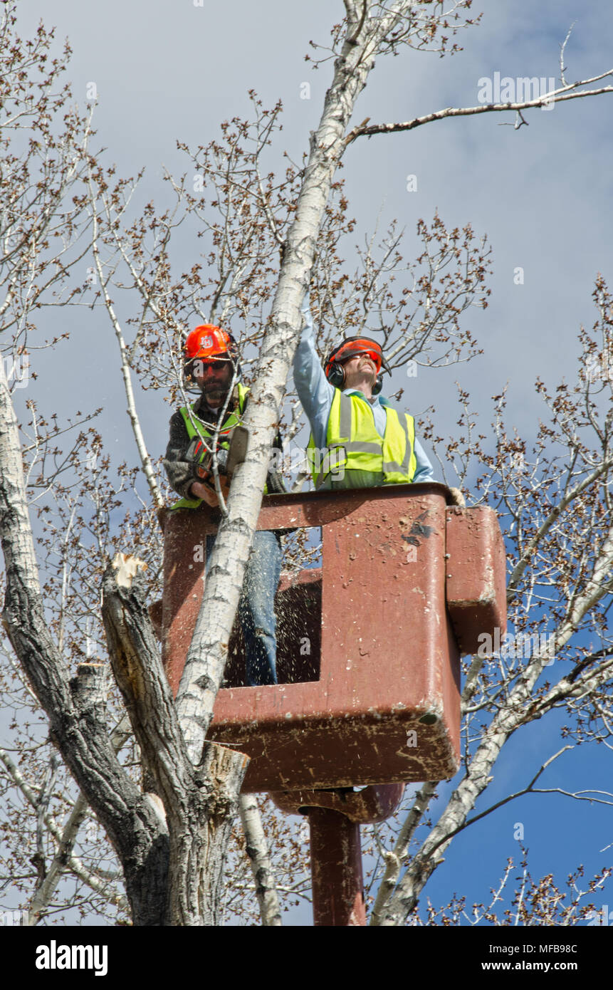 Two men trim limbs from a large tree while in a bucket maneuvered from a truck below. Stock Photo
