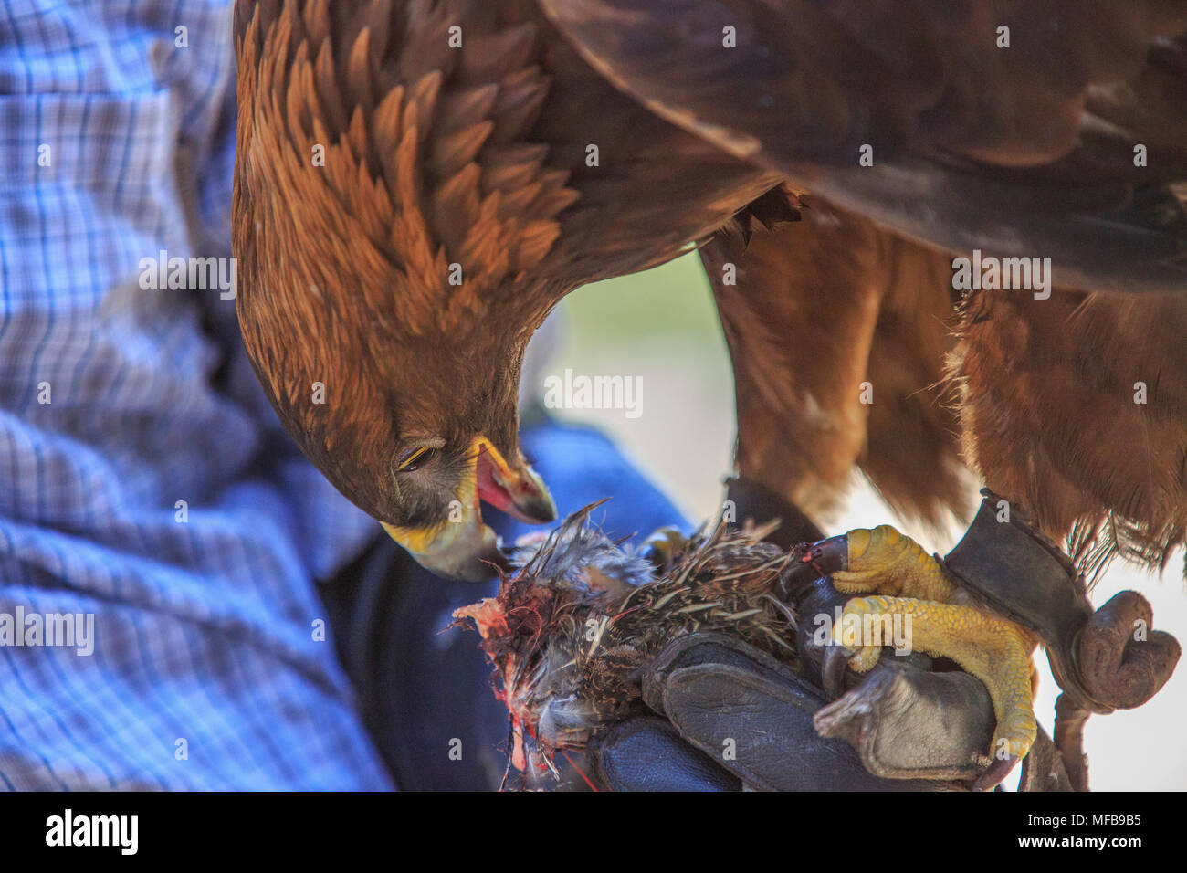 North America, United States, Oregon, Eastern Oregon, Bend, Raptors of ...