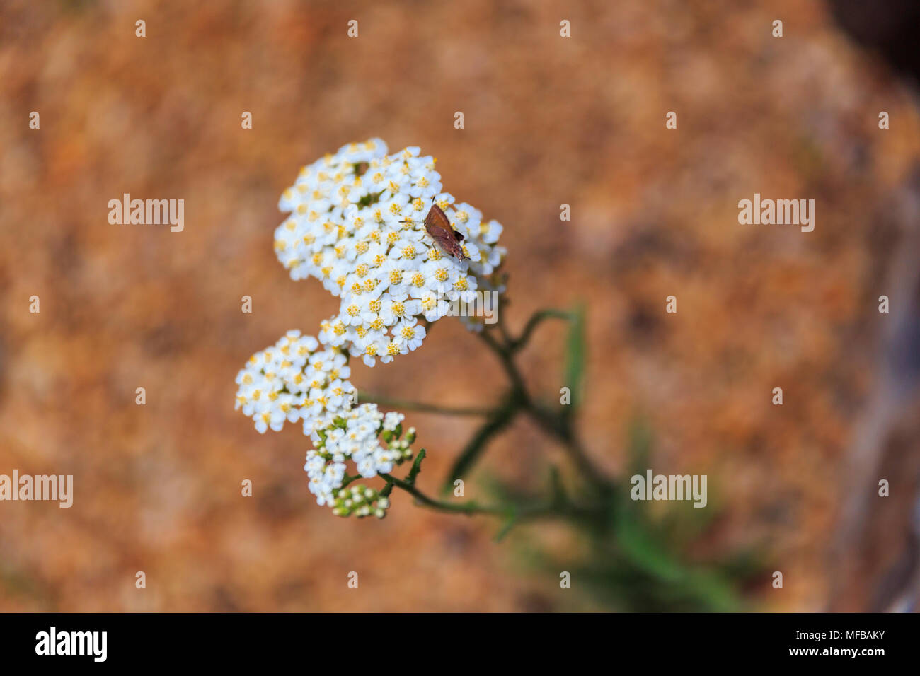 North America United States Oregon Central Oregon Redmond Bend Oregon Flowering Desert Weed Daisy Stock Photo Alamy