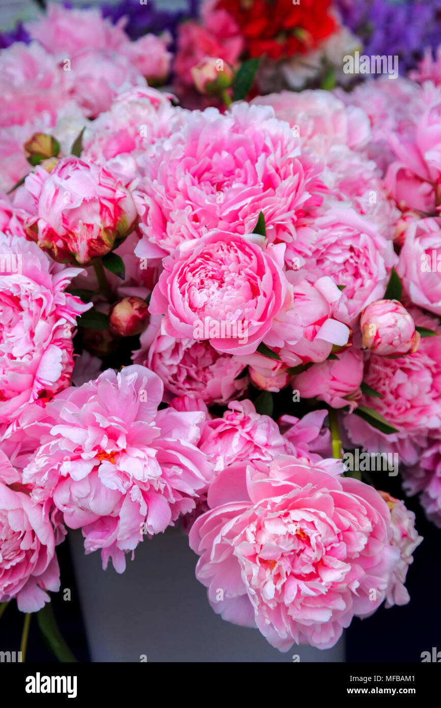 North America, United States, Oregon, Central Oregon, Redmond, Bend, Oregon. The Bend Farmers Market at Top of Mirror Pond Park in downtown.  Peony, P Stock Photo
