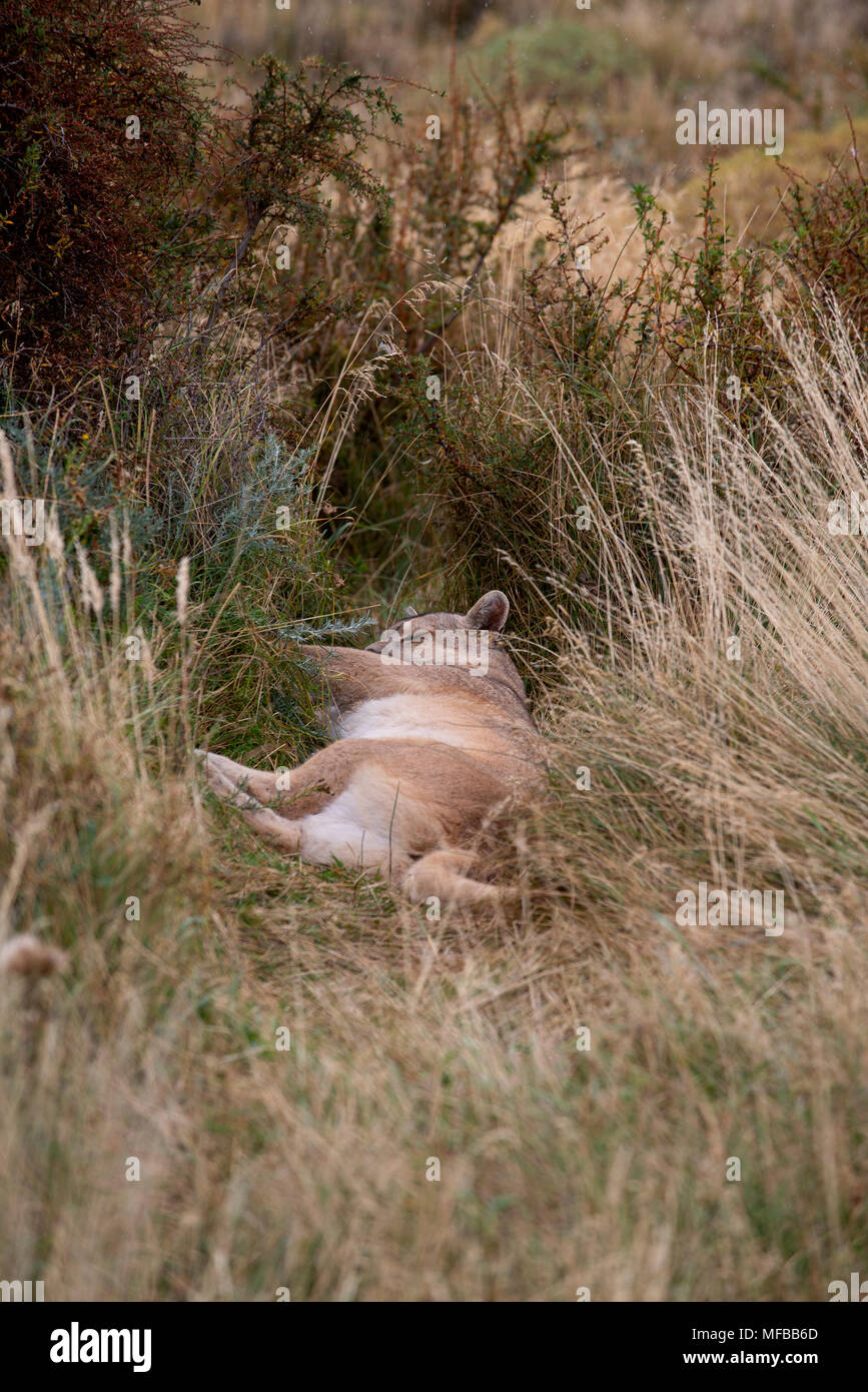 Adult female Patagonian Puma sleeping in tall grass after feeding on carcass of Guanaco. Stock Photo
