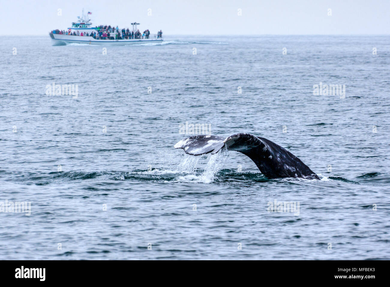 The tail of a gray whale emerged out of the water as tourists watched from a boat in the Pacific Ocean just off the coast of Southern California. Stock Photo