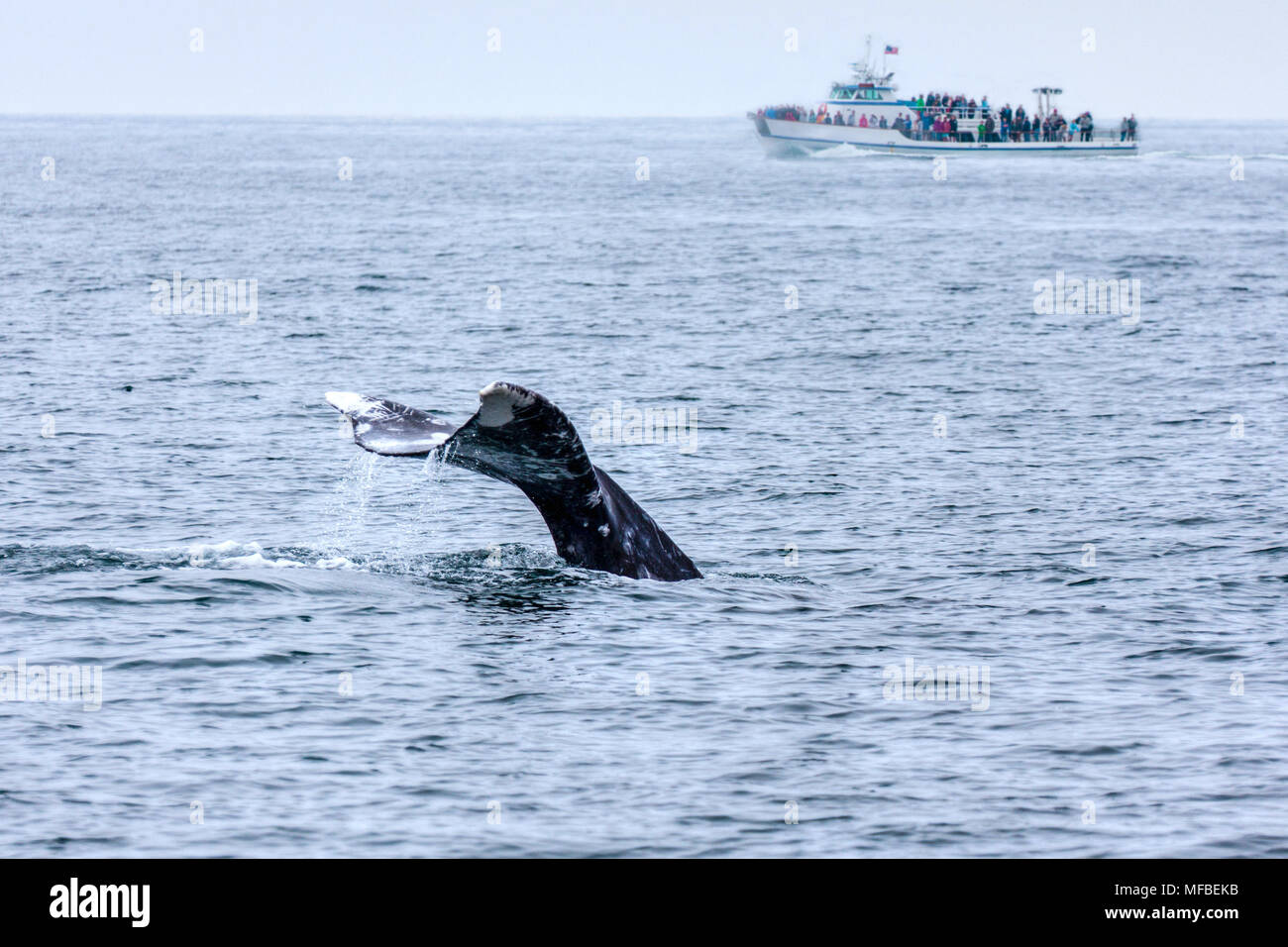 The tail of a gray whale emerged out of the water as tourists watched from a boat in the Pacific Ocean just off the coast of Southern California. Stock Photo