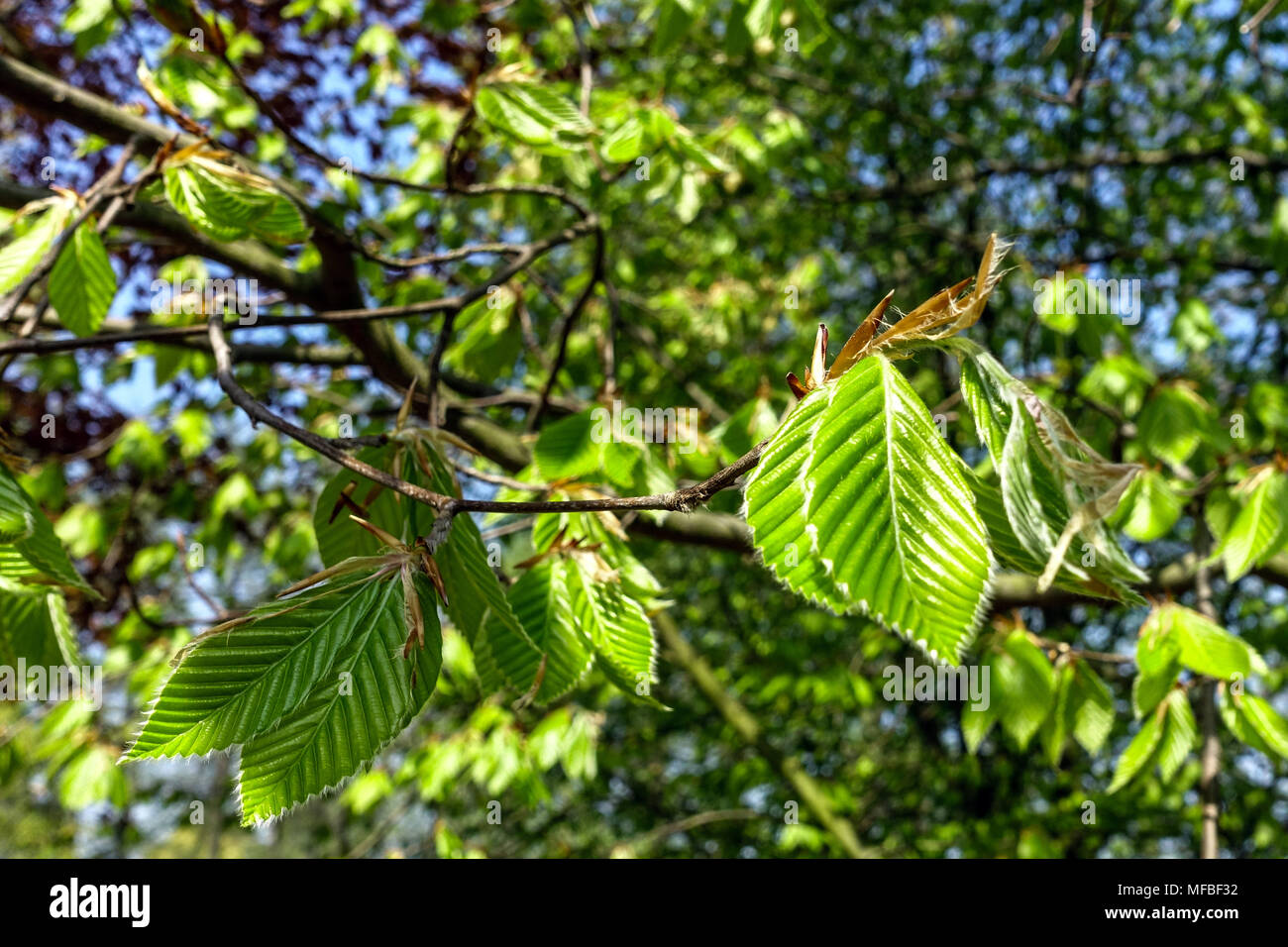 Fagus grandifolia 'Caroliniana', American beech tree, Fresh new leaves sunlight Stock Photo