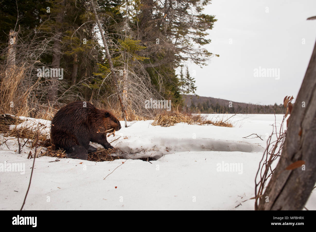 MAYNOOTH, ONTARIO, CANADA April 24, 2018 A North American Beaver