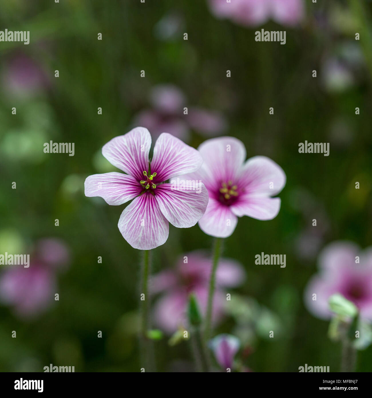 Madeira cranesbill, Madeiranäva (Geranium maderense Stock Photo - Alamy