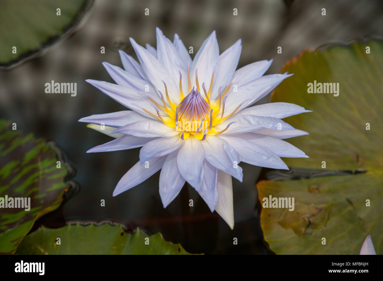 Madagascar Dwarf, Kvicklotus (Nymphaea x Daubenyana) Stock Photo