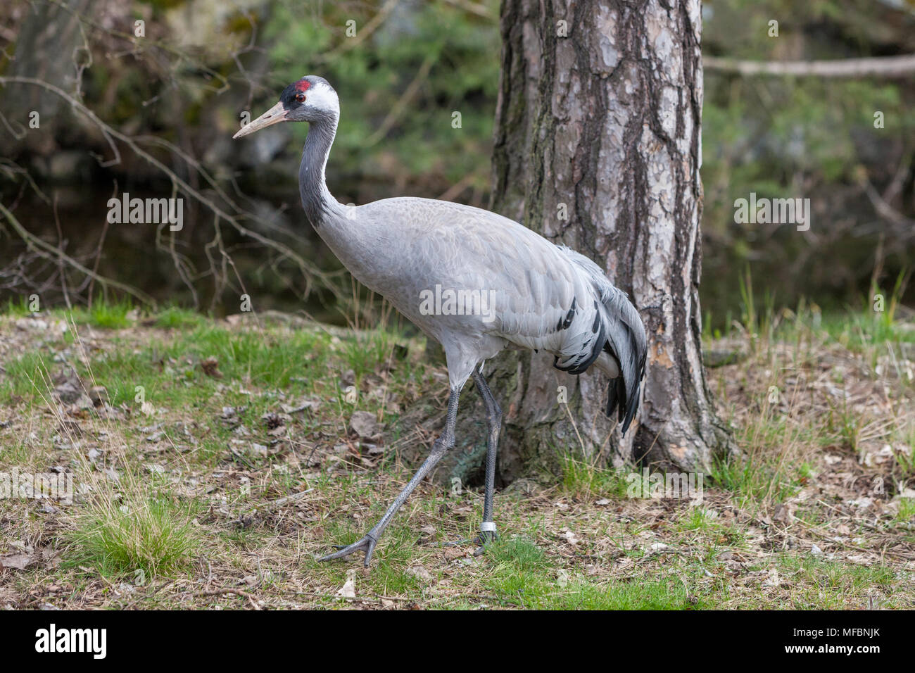 Eurasian crane, Trana, (Grus grus) Stock Photo