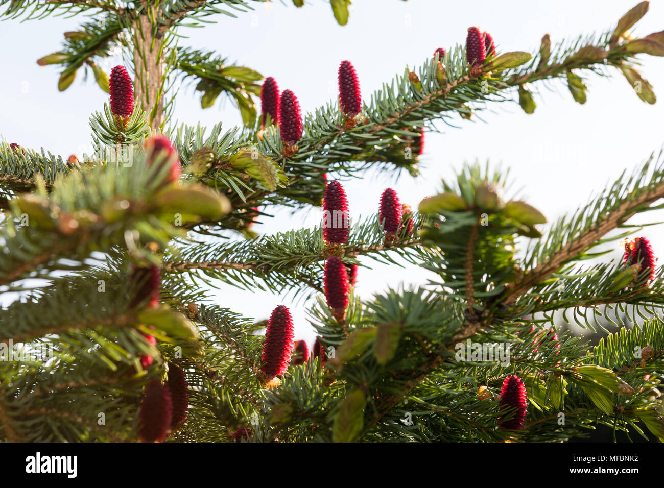Jezo spruce, Ajangran (Picea jezoensis) Stock Photo