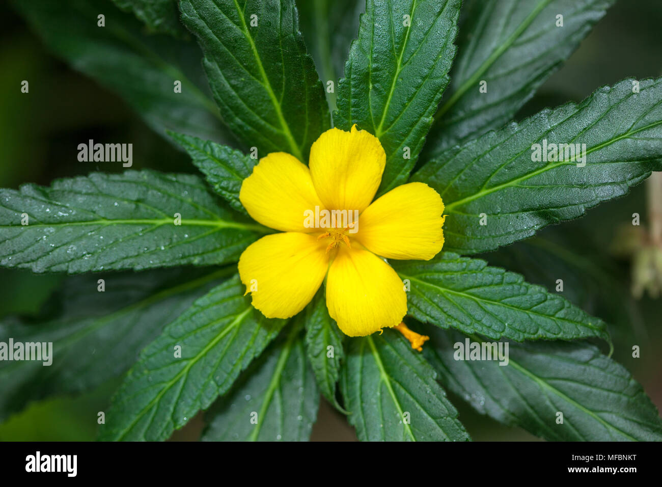 Yellow alder, Strandöga (Tunera ulmifolia) Stock Photo