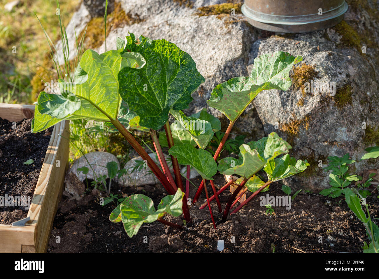 'Elmblitz' Rhubarb, Vin-rabarber (Rheum rhabarbarum) Stock Photo