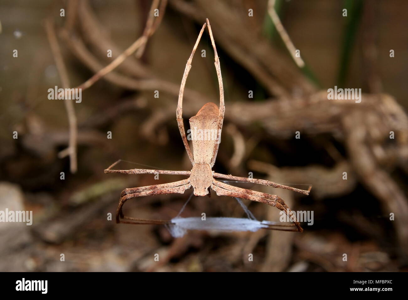 Net Casting Spider High Resolution Stock Photography and Images - Alamy
