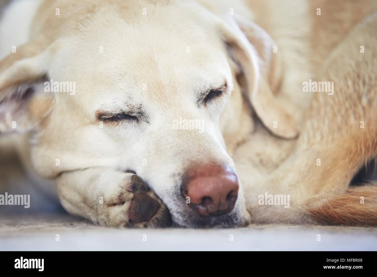 Head resting on paw hires stock photography and images Alamy