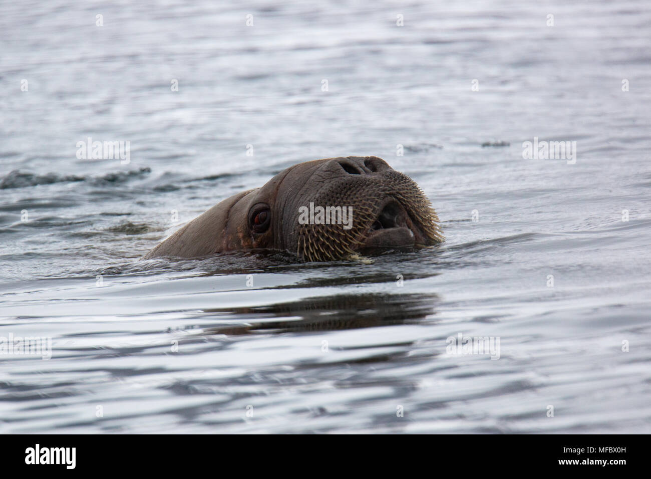 Atlantic Walrus, spitzbergen Island, Svalbard Archipelago, Arctic Norway Stock Photo