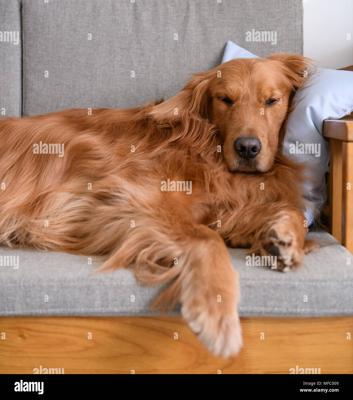 Golden retriever sleeping on the couch Stock Photo Alamy