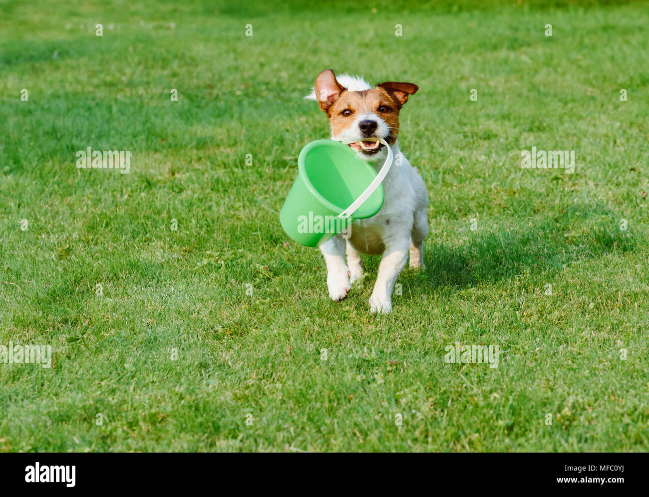 Friendly dog fetches a bucket at green grass garden lawn Stock Photo