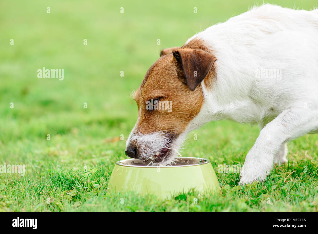 Thirsty dog drinks water from pet bowl at hot summer day Stock Photo