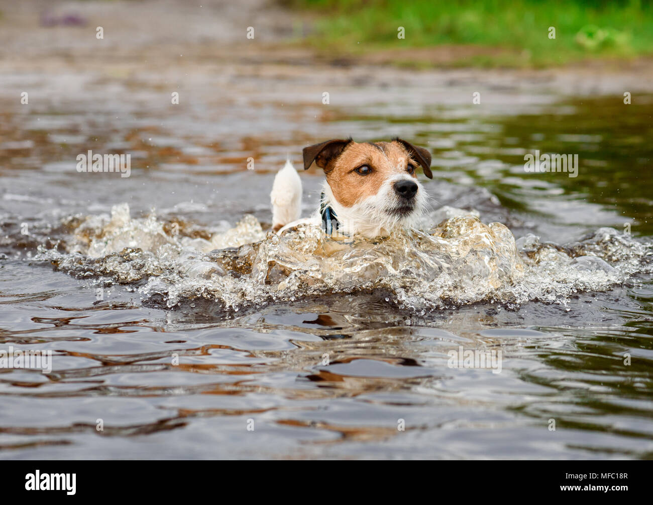 Dog wet warm weather hires stock photography and images Alamy